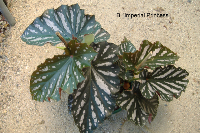 B. ‘Imperial Princess’